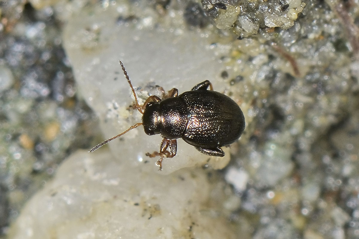 Chaetocnema hortensis (cf.), Chrysomelidae